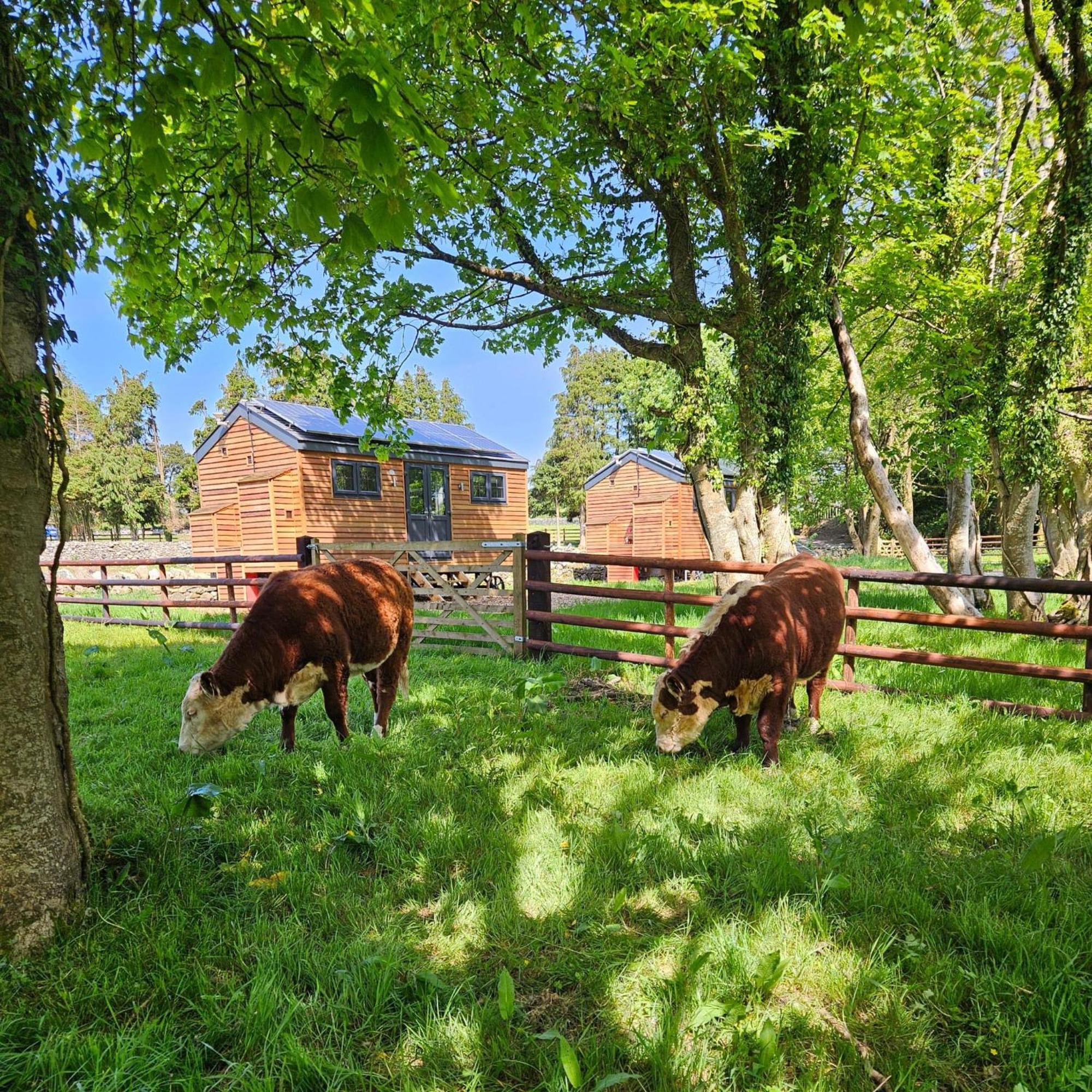 Woodland Shepherds Hut - 'Saga' Caernarfon Buitenkant foto
